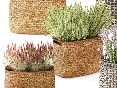 Set Cespugli Fiori Cesti Calluna Lavanda Rosmarino decoro Modello 3D