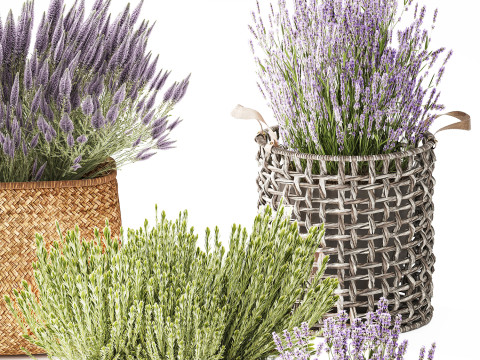 Conjunto Arbustos Flores Cestas Calluna Lavanda Alecrim decora&ccedil;&atilde;o Modelo 3D