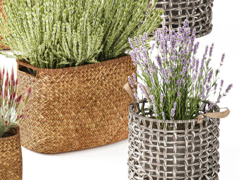 Set Cespugli Fiori Cesti Calluna Lavanda Rosmarino decoro Modello 3D