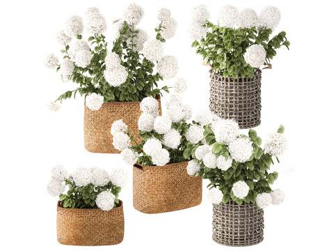 Кущі білої гортензії у вуличних кошиках 3D Модель