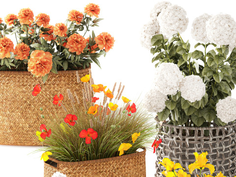 Ortensia Peonia Papavero Iris Cespugli di fiori Cesti da giardino Modello 3D