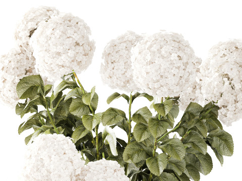 Ortensia Peonia Papavero Iris Cespugli di fiori Cesti da giardino Modello 3D