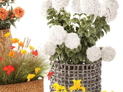 Ortensia Peonia Papavero Iris Cespugli di fiori Cesti da giardino Modello 3D