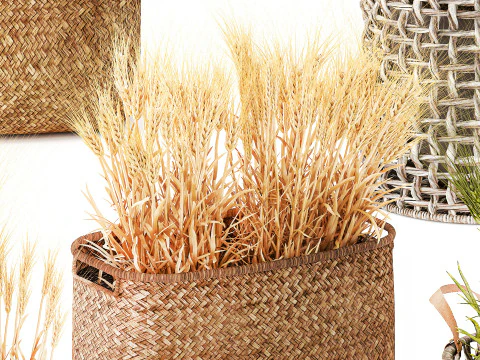 Cespugli di grano verde essiccato in cesti di fiori creano decorazioni Modello 3D
