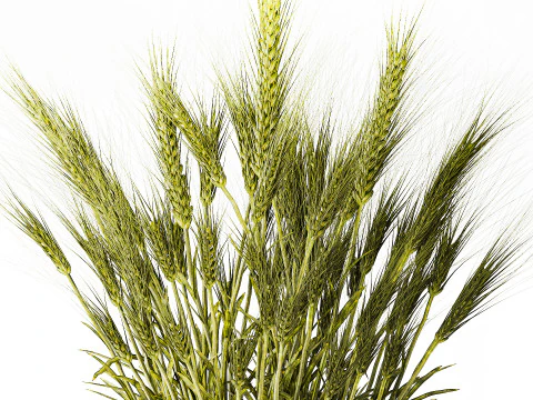 Cespugli di grano verde essiccato in cesti di fiori creano decorazioni Modello 3D