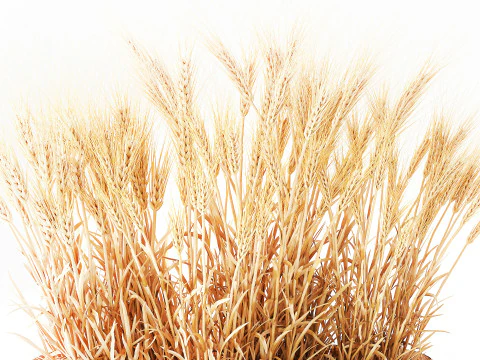 Cespugli di grano verde essiccato in cesti di fiori creano decorazioni Modello 3D