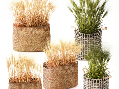Cespugli di grano verde essiccato in cesti di fiori creano decorazioni Modello 3D