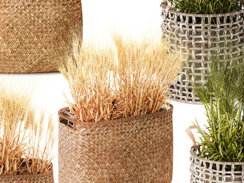 Cespugli di grano verde essiccato in cesti di fiori creano decorazioni Modello 3D