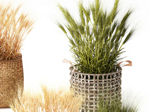 Cespugli di grano verde essiccato in cesti di fiori creano decorazioni Modello 3D