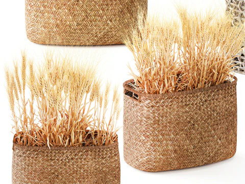 Cespugli di grano verde essiccato in cesti di fiori creano decorazioni Modello 3D