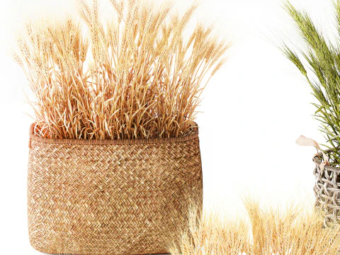 Cespugli di grano verde essiccato in cesti di fiori creano decorazioni Modello 3D