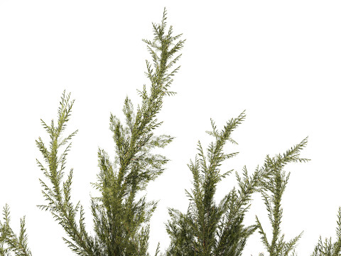 逼真的花束杜松树枝绣球花瓶 3D 模型