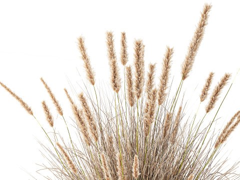 Cestino di fiori secchi secchi, erba di pampa, canne, cespugli, decorazioni Modello 3D