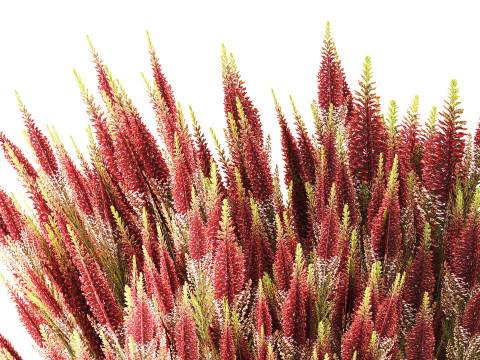 Arbustos de flores silvestres cesta de flores en macetas Calluna heather Modelo 3D