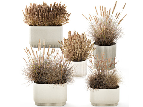 सूखे फूलों के बर्तन पम्पास घास की झाड़ियों का संग्रह 3D मॉडल