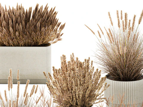 Collezione Vasi Di Fiori Secchi Cespugli Di Erba Di Pampa Modello 3D