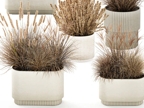 Collezione Vasi Di Fiori Secchi Cespugli Di Erba Di Pampa Modello 3D