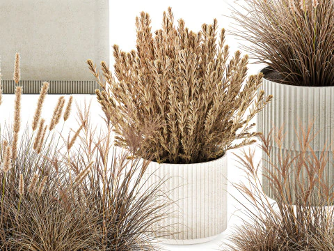 Collezione Vasi Di Fiori Secchi Cespugli Di Erba Di Pampa Modello 3D