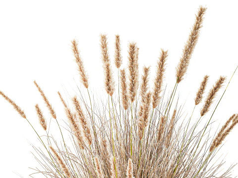 Collezione Vasi Di Fiori Secchi Cespugli Di Erba Di Pampa Modello 3D