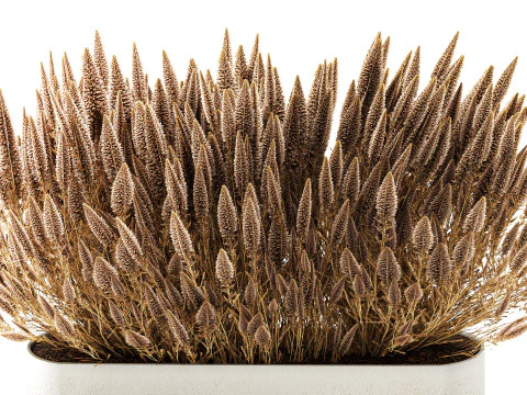 Collezione Vasi Di Fiori Secchi Cespugli Di Erba Di Pampa Modello 3D