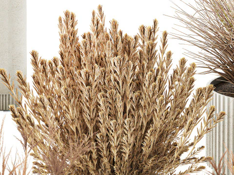 Collezione Vasi Di Fiori Secchi Cespugli Di Erba Di Pampa Modello 3D