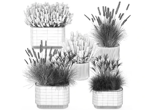 Collezione Vasi Di Fiori Secchi Cespugli Di Erba Di Pampa Modello 3D