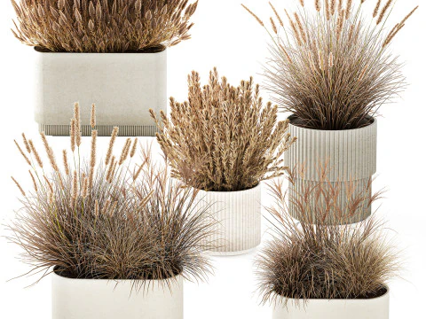 Collezione Vasi Di Fiori Secchi Cespugli Di Erba Di Pampa Modello 3D