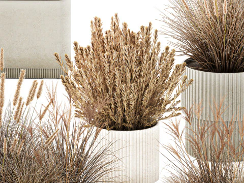 Collezione Vasi Di Fiori Secchi Cespugli Di Erba Di Pampa Modello 3D