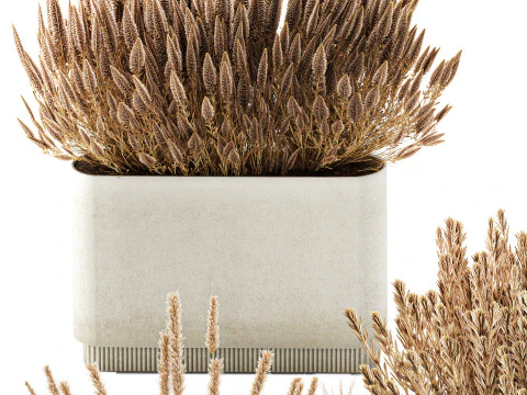 Collezione Vasi Di Fiori Secchi Cespugli Di Erba Di Pampa Modello 3D