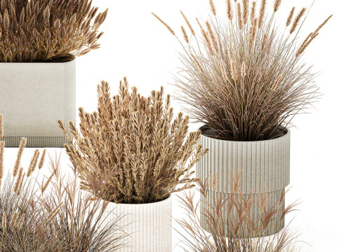 Collezione Vasi Di Fiori Secchi Cespugli Di Erba Di Pampa Modello 3D