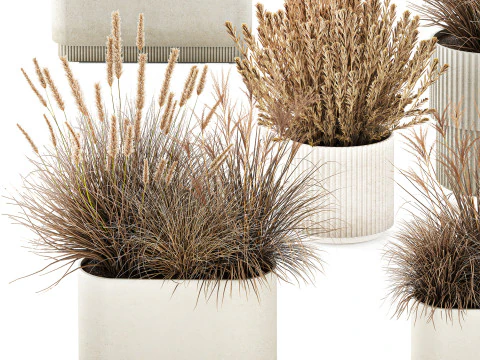 Collezione Vasi Di Fiori Secchi Cespugli Di Erba Di Pampa Modello 3D