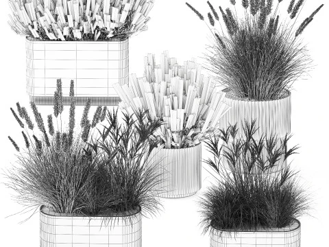 Collezione Vasi Di Fiori Secchi Cespugli Di Erba Di Pampa Modello 3D