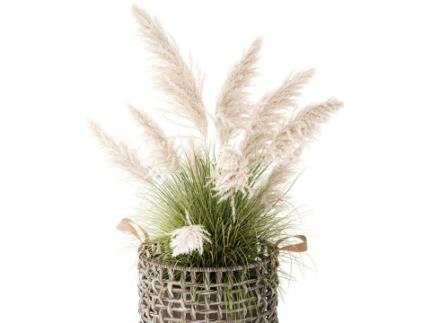Bush White Pampas Grass Cortaderia Reed Basket decor 3D Model