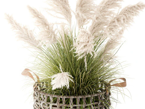 Bush White Pampas Grass Cortaderia Reed Basket decor 3D Model