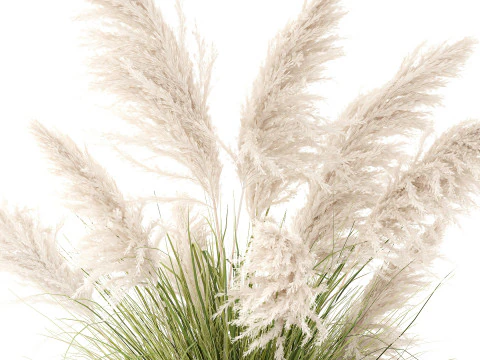 Bush White Pampas Grass Cortaderia Reed Basket decor 3D Model