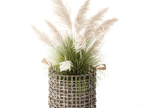 Bush White Pampas Grass Cortaderia Reed Basket decor 3D Model