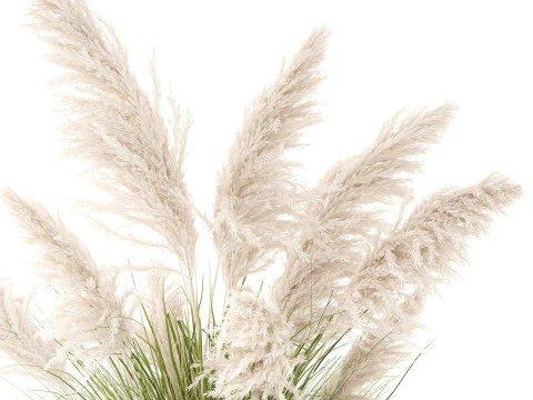 Bush White Pampas Grass Cortaderia Reed Basket decor 3D Model