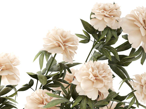 सफ़ेद पेनी फूल की झाड़ियाँ विकर फूलों की टोकरी सजावट 3D मॉडल