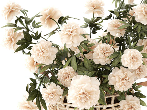 सफ़ेद पेनी फूल की झाड़ियाँ विकर फूलों की टोकरी सजावट 3D मॉडल