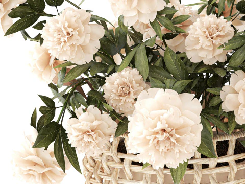 सफ़ेद पेनी फूल की झाड़ियाँ विकर फूलों की टोकरी सजावट 3D मॉडल