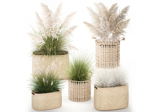 पौधे सफेद विकर टोकरियाँ पम्पास घास रीड सेट 3D मॉडल