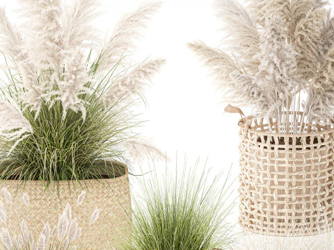 Set di canne di erba di pampa in cestini di vimini bianchi per piante Modello 3D