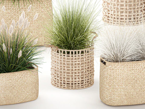 Set di canne di erba di pampa in cestini di vimini bianchi per piante Modello 3D