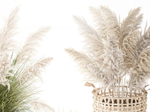 Set di canne di erba di pampa in cestini di vimini bianchi per piante Modello 3D