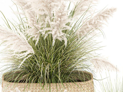 Set di canne di erba di pampa in cestini di vimini bianchi per piante Modello 3D