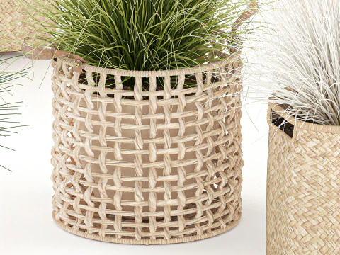 Set di canne di erba di pampa in cestini di vimini bianchi per piante Modello 3D