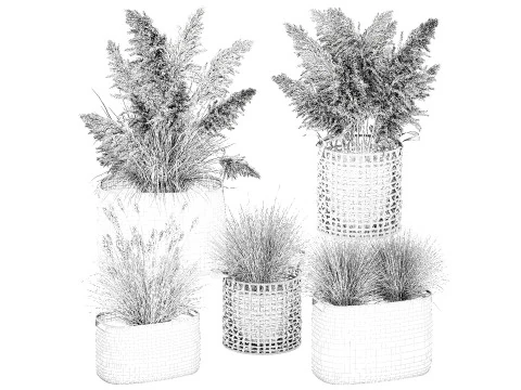 Set di canne di erba di pampa in cestini di vimini bianchi per piante Modello 3D