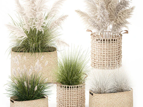 Set di canne di erba di pampa in cestini di vimini bianchi per piante Modello 3D