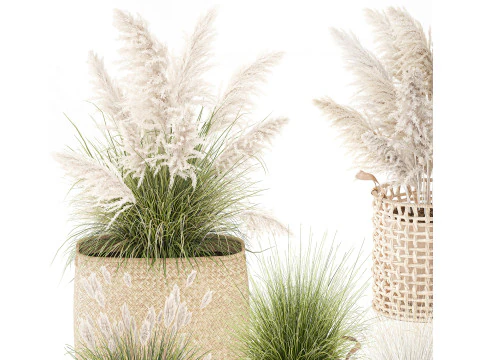 Set di canne di erba di pampa in cestini di vimini bianchi per piante Modello 3D