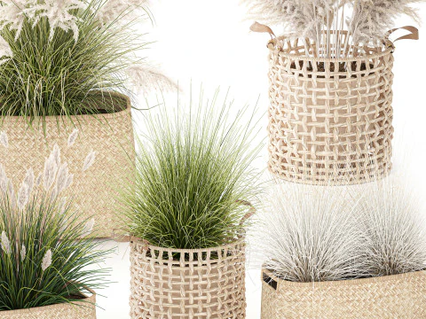 Set di canne di erba di pampa in cestini di vimini bianchi per piante Modello 3D